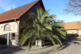 Phoenix canariensis