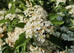 Photinia villosa