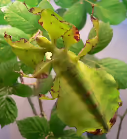 Phyllium bioculatum