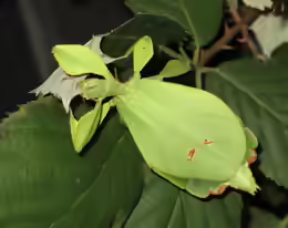 Phyllium siccifolium