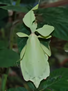 Phyllium westwoodii