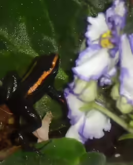 Phyllobates aurotaenia