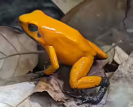Phyllobates terribilis