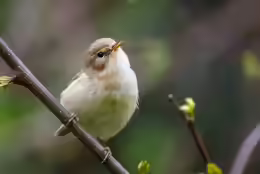Phylloscopus collybita