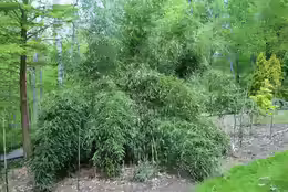 Phyllostachys aureosulcata
