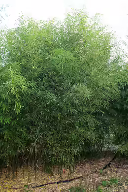 Phyllostachys bissetii