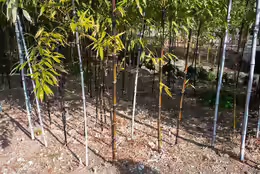 Phyllostachys nigra