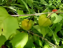 Physalis peruviana