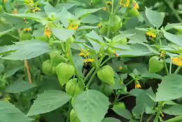 Physalis philadelphica