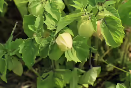 Physalis pruinosa