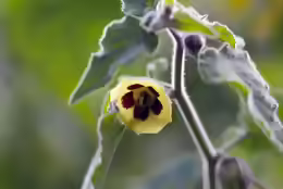 Physalis pubescens