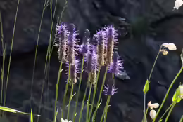 Phyteuma betonicifolium