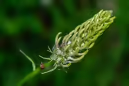 Phyteuma spicatum
