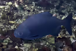 Piaractus mesopotamicus