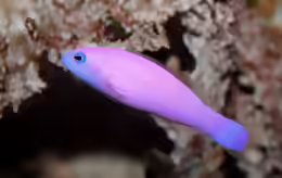 Pictichromis porphyrea