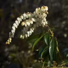 Pieris floribunda