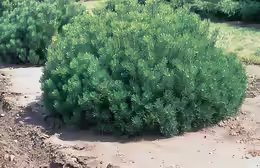 Pinus mugo