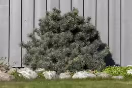 Pinus parviflora