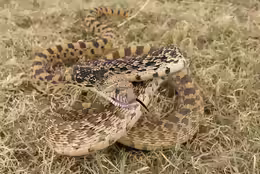Pituophis catenifer