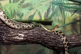 Pituophis deppei