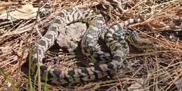 Pituophis ruthveni