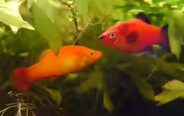 Xiphophorus maculatus