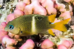 Plectroglyphidodon leucozonus