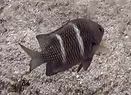 Plectroglyphidodon sindonis