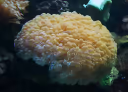 Plerogyra sinuosa