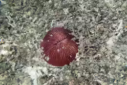 Pleuractis granulosa