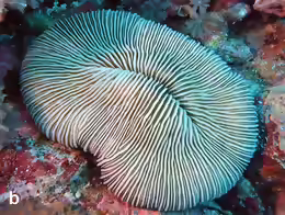Pleuractis gravis
