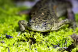 Pleurodeles waltl