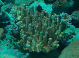 Pocillopora grandis
