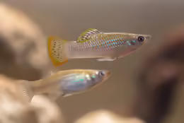 Poecilia mexicana
