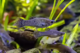 Poecilia sphenops