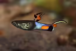 Poecilia wingei