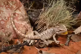 Pogona minor