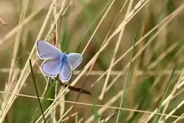 Polyommatus icarus