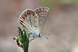 Polyommatus thersites