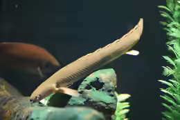 Polypterus bichir