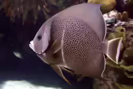 Pomacanthus arcuatus