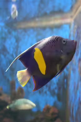 Pomacanthus asfur