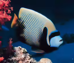 Pomacanthus imperator