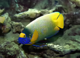 Pomacanthus xanthometopon
