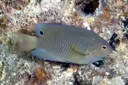 Pomacentrus adelus