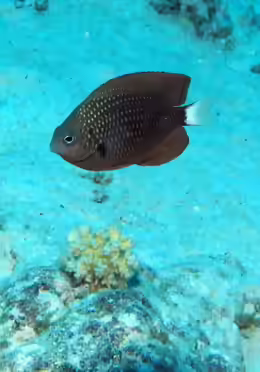 Pomacentrus albicaudatus