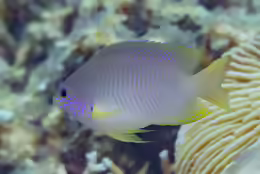 Pomacentrus amboinensis