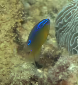 Pomacentrus aquilus