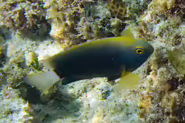 Pomacentrus chrysurus