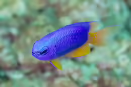 Pomacentrus coelestis